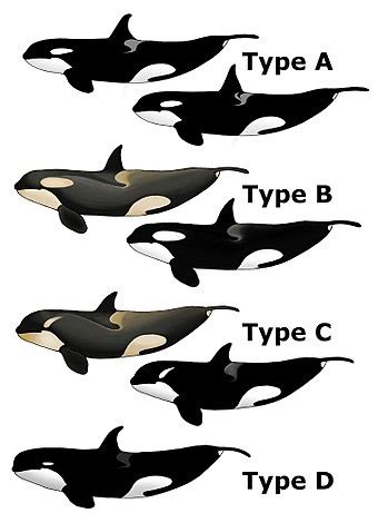 killer whale wikipedia|killer whale life expectancy.